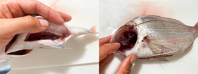 お魚の熟成手順：エラと内臓を取り除きます